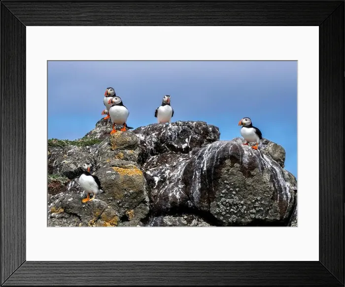 Framed Print : Group Of Seabird Species Atlantic Puffin (Fratercula arctica) Framed Print : Group Of Seabird Species Atlantic Puffin (Fratercula arctica)