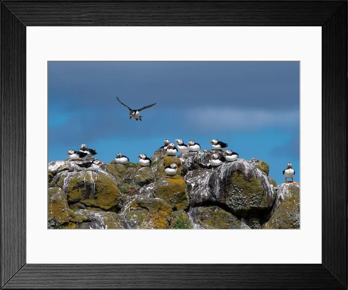 Framed Print : Group Of Seabird Species Atlantic Puffin (Fratercula arctica) Framed Print : Group Of Seabird Species Atlantic Puffin (Fratercula arctica)