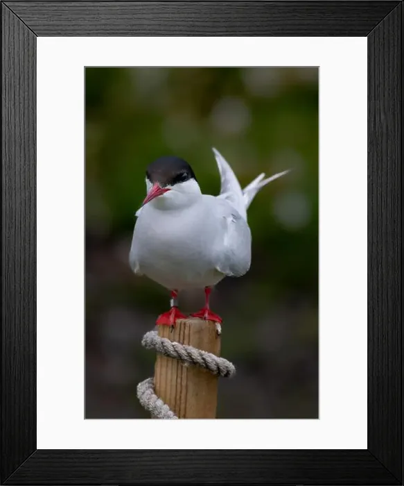 Framed Print : Seabird Species Arctic Tern (Sterna Paradisaea) On The Isle Of May In The Firth Of Forth Near Anstruther In Scotland Framed Print : Seabird Species Arctic Tern (Sterna Paradisaea) On The Isle Of May In The Firth Of Forth Near Anstruther In Scotland