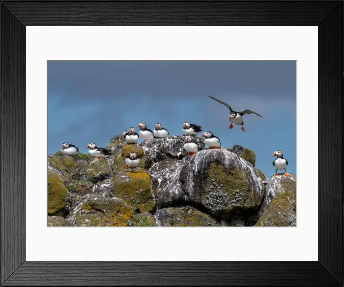 Framed Print : Group Of Seabird Species Atlantic Puffin (Fratercula arctica) Framed Print : Group Of Seabird Species Atlantic Puffin (Fratercula arctica)