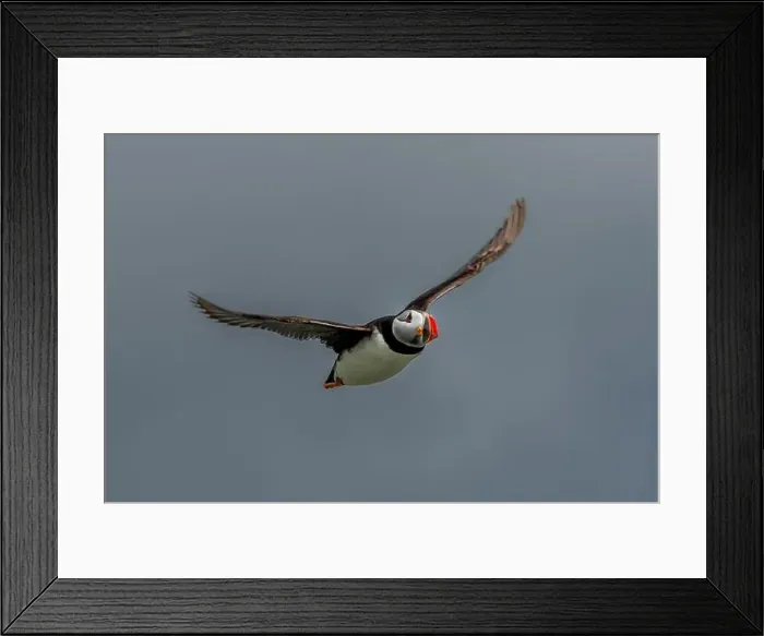 Framed Print : Seabird Species Atlantic Puffin (Fratercula arctica) Framed Print : Seabird Species Atlantic Puffin (Fratercula arctica)