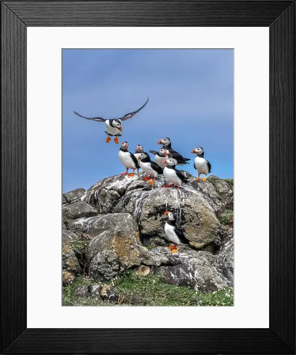 Framed Print : Group Of Seabird Species Atlantic Puffin (Fratercula arctica) Framed Print : Group Of Seabird Species Atlantic Puffin (Fratercula arctica)