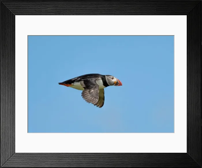 Framed Print : Seabird Species Atlantic Puffin (Fratercula arctica) Framed Print : Seabird Species Atlantic Puffin (Fratercula arctica)