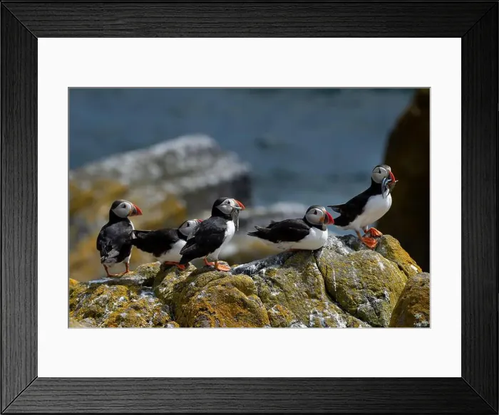 Framed Print : Group Of Seabird Species Atlantic Puffin (Fratercula arctica) Framed Print : Group Of Seabird Species Atlantic Puffin (Fratercula arctica)