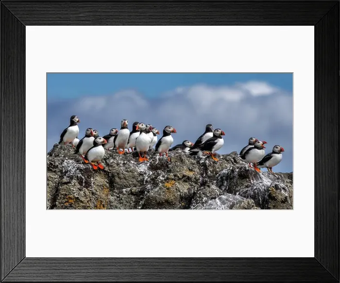 Framed Print : Group Of Seabird Species Atlantic Puffin (Fratercula arctica) Framed Print : Group Of Seabird Species Atlantic Puffin (Fratercula arctica)