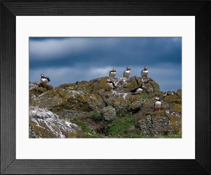 Framed Print : Group Of Seabird Species Atlantic Puffin (Fratercula arctica) Framed Print : Group Of Seabird Species Atlantic Puffin (Fratercula arctica)