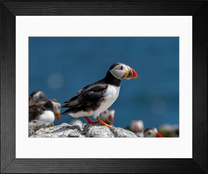 Framed Print : Seabird Species Atlantic Puffin (Fratercula arctica) Framed Print : Seabird Species Atlantic Puffin (Fratercula arctica)