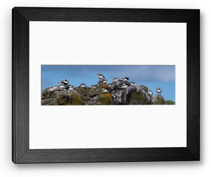Framed Print : Group Of Seabird Species Atlantic Puffin (Fratercula arctica) Framed Print : Group Of Seabird Species Atlantic Puffin (Fratercula arctica)