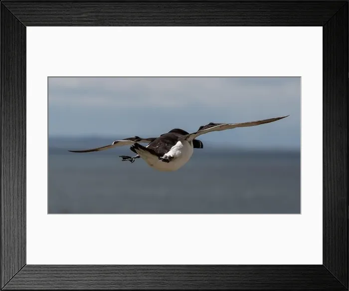 Framed Print : Seabird Species Razorbill (Alca Torda) Flies On The Isle Of May In The Firth Of Forth Near Anstruther In Scotland Framed Print : Seabird Species Razorbill (Alca Torda) Flies On The Isle Of May In The Firth Of Forth Near Anstruther In Scotland