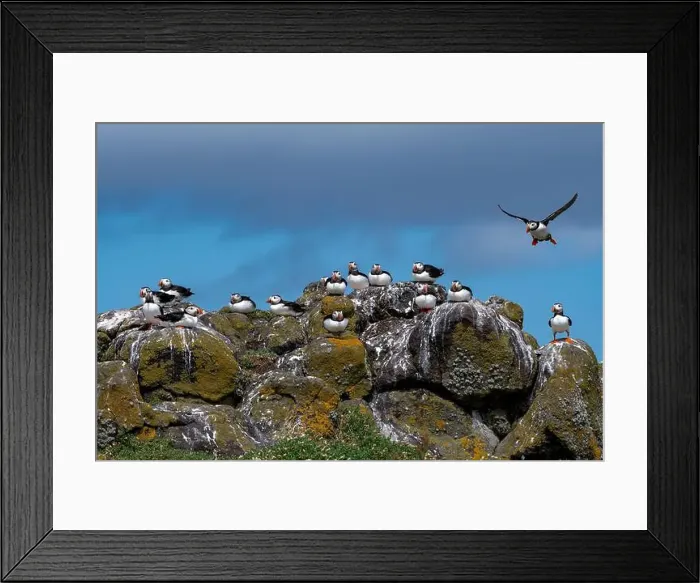 Framed Print : Group Of Seabird Species Atlantic Puffin (Fratercula arctica) Framed Print : Group Of Seabird Species Atlantic Puffin (Fratercula arctica)