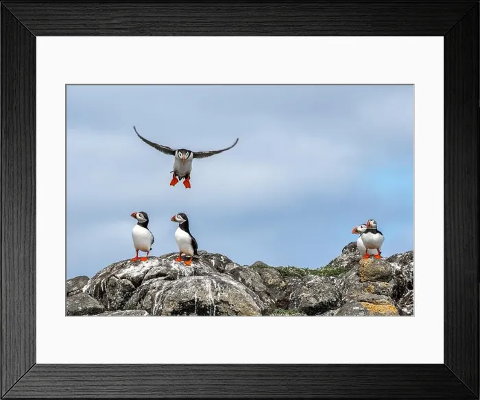 Framed Print : Group Of Seabird Species Atlantic Puffin (Fratercula arctica) Framed Print : Group Of Seabird Species Atlantic Puffin (Fratercula arctica)