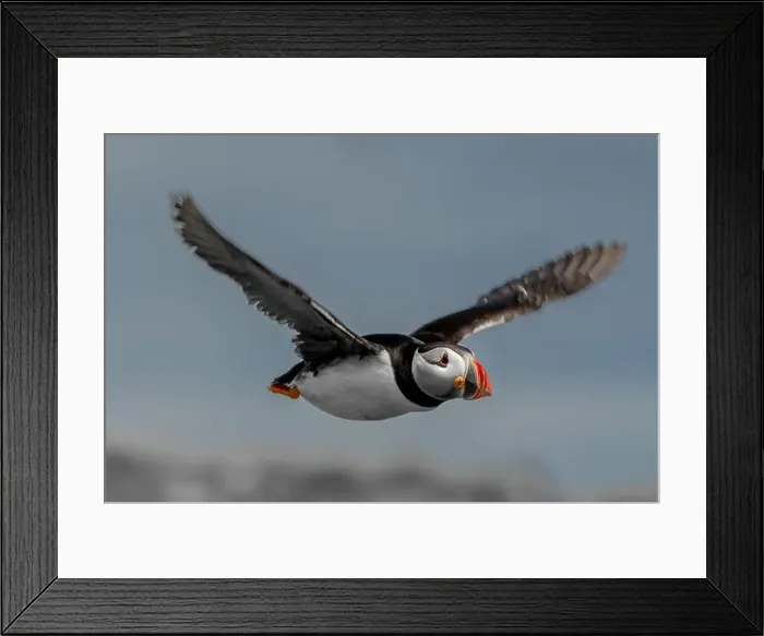 Framed Print : Seabird Species Atlantic Puffin (Fratercula arctica) Framed Print : Seabird Species Atlantic Puffin (Fratercula arctica)
