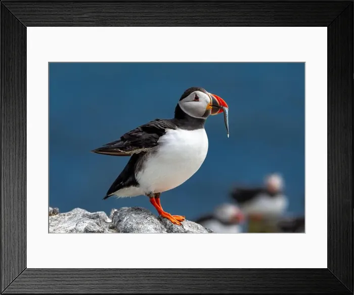 Framed Print : Seabird Species Atlantic Puffin (Fratercula arctica) Framed Print : Seabird Species Atlantic Puffin (Fratercula arctica)