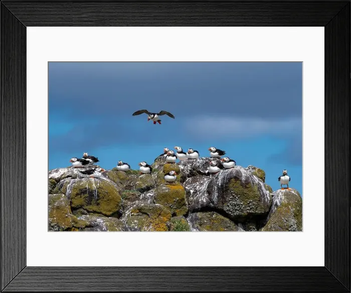 Framed Print : Group Of Seabird Species Atlantic Puffin (Fratercula arctica) Framed Print : Group Of Seabird Species Atlantic Puffin (Fratercula arctica)