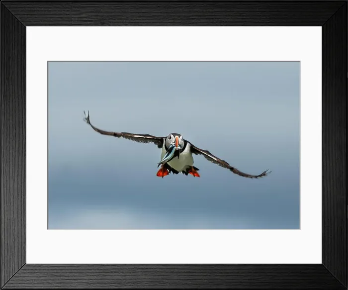 Framed Print : Seabird Species Atlantic Puffin (Fratercula arctica) Framed Print : Seabird Species Atlantic Puffin (Fratercula arctica)