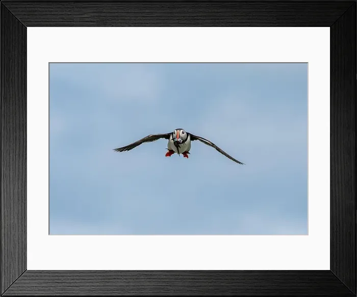 Framed Print : Seabird Species Atlantic Puffin (Fratercula arctica) Framed Print : Seabird Species Atlantic Puffin (Fratercula arctica)