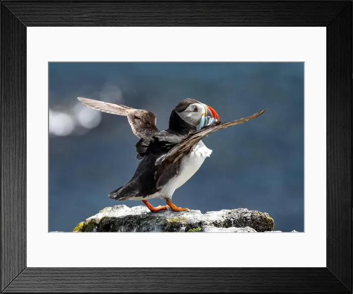 Framed Print : Seabird Species Atlantic Puffin (Fratercula arctica) Framed Print : Seabird Species Atlantic Puffin (Fratercula arctica)