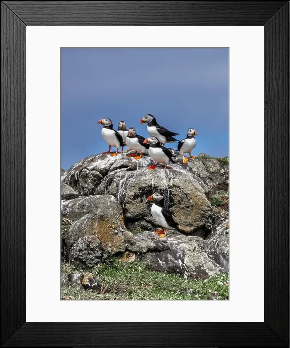 Framed Print : Group Of Seabird Species Atlantic Puffin (Fratercula arctica) Framed Print : Group Of Seabird Species Atlantic Puffin (Fratercula arctica)