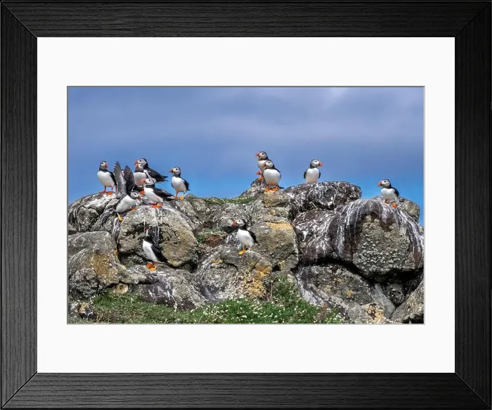 Framed Print : Group Of Seabird Species Atlantic Puffin (Fratercula arctica) Framed Print : Group Of Seabird Species Atlantic Puffin (Fratercula arctica)