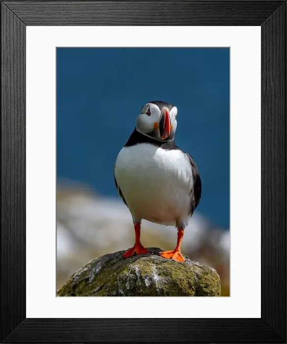 Framed Print : Seabird Species Atlantic Puffin (Fratercula arctica) Framed Print : Seabird Species Atlantic Puffin (Fratercula arctica)