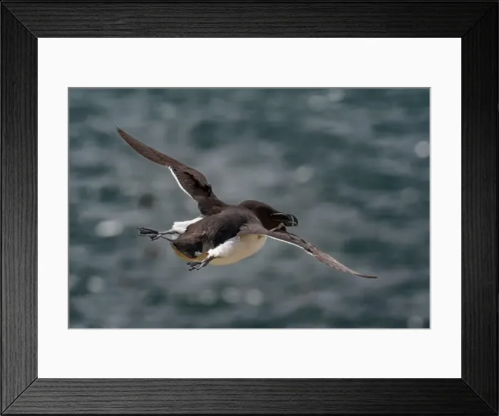 Framed Print : Seabird Species Razorbill (Alca Torda) Flies On The Isle Of May In The Firth Of Forth Near Anstruther In Scotland Framed Print : Seabird Species Razorbill (Alca Torda) Flies On The Isle Of May In The Firth Of Forth Near Anstruther In Scotland
