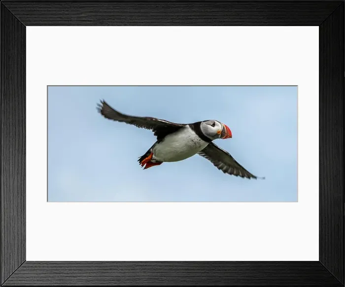 Framed Print : Seabird Species Atlantic Puffin (Fratercula arctica) Framed Print : Seabird Species Atlantic Puffin (Fratercula arctica)