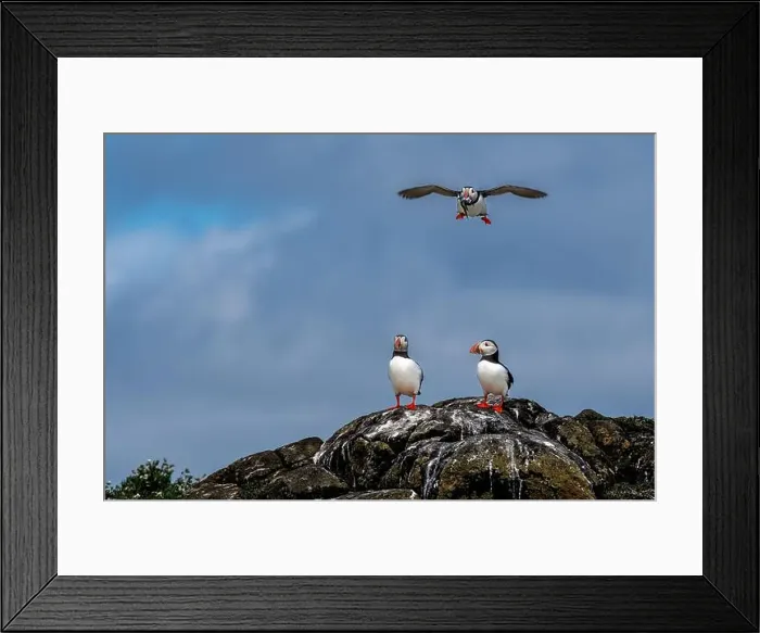 Framed Print : Group Of Seabird Species Atlantic Puffin (Fratercula arctica) Framed Print : Group Of Seabird Species Atlantic Puffin (Fratercula arctica)