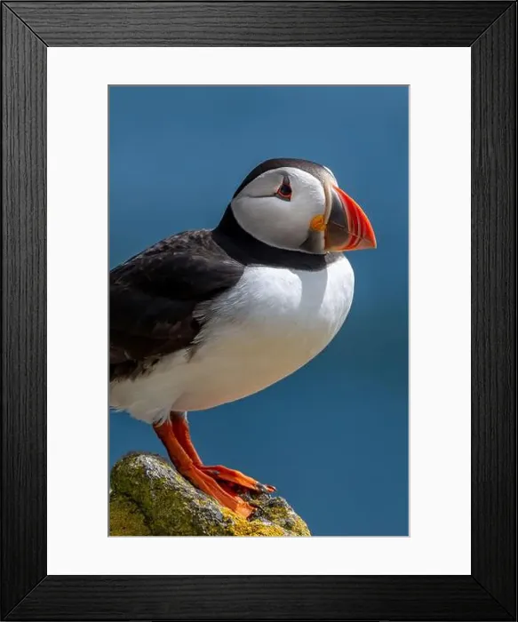 Framed Print : Seabird Species Atlantic Puffin (Fratercula arctica) Framed Print : Seabird Species Atlantic Puffin (Fratercula arctica)