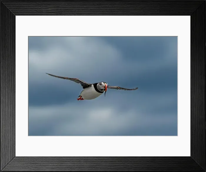 Framed Print : Seabird Species Atlantic Puffin (Fratercula arctica) Framed Print : Seabird Species Atlantic Puffin (Fratercula arctica)