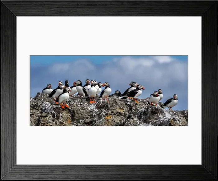 Framed Print : Group Of Seabird Species Atlantic Puffin (Fratercula arctica) Framed Print : Group Of Seabird Species Atlantic Puffin (Fratercula arctica)