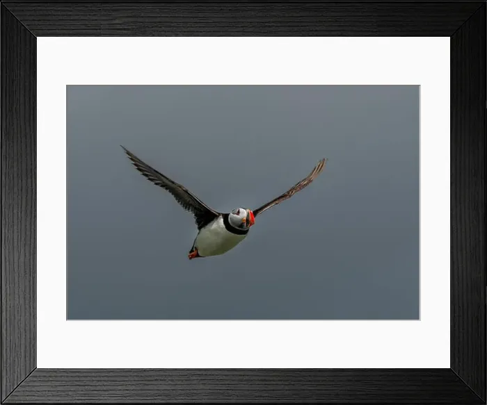 Framed Print : Seabird Species Atlantic Puffin (Fratercula arctica) Framed Print : Seabird Species Atlantic Puffin (Fratercula arctica)