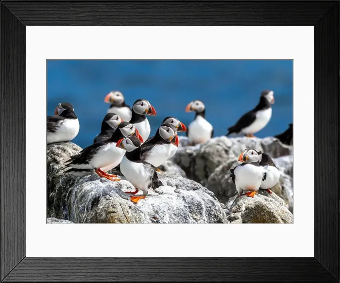 Framed Print : Group Of Seabird Species Atlantic Puffin (Fratercula arctica) Framed Print : Group Of Seabird Species Atlantic Puffin (Fratercula arctica)
