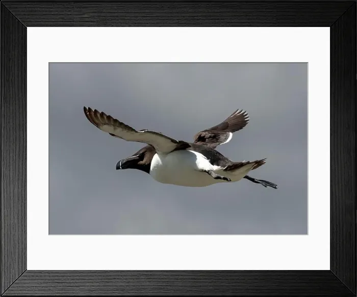 Framed Print : Seabird Species Razorbill (Alca Torda) Flies On The Isle Of May In The Firth Of Forth Near Anstruther In Scotland Framed Print : Seabird Species Razorbill (Alca Torda) Flies On The Isle Of May In The Firth Of Forth Near Anstruther In Scotland