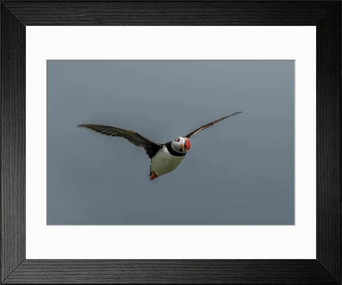 Framed Print : Seabird Species Atlantic Puffin (Fratercula arctica) Framed Print : Seabird Species Atlantic Puffin (Fratercula arctica)