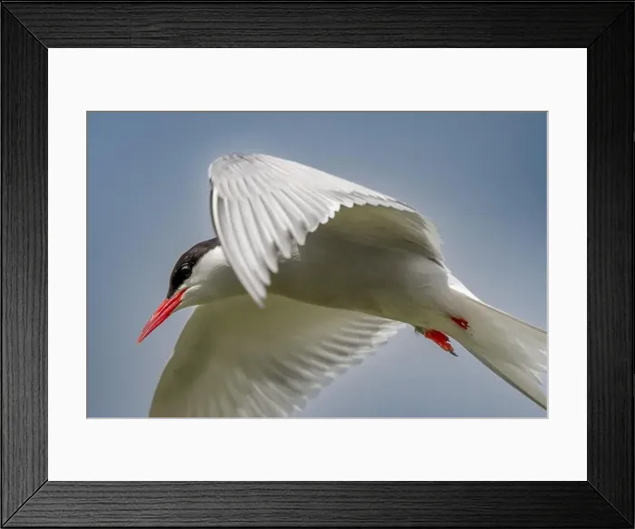 Framed Print : Seabird Species Arctic Tern (Sterna Paradisaea) Framed Print : Seabird Species Arctic Tern (Sterna Paradisaea)