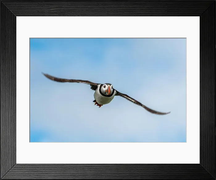 Framed Print : Seabird Species Atlantic Puffin (Fratercula arctica) Framed Print : Seabird Species Atlantic Puffin (Fratercula arctica)