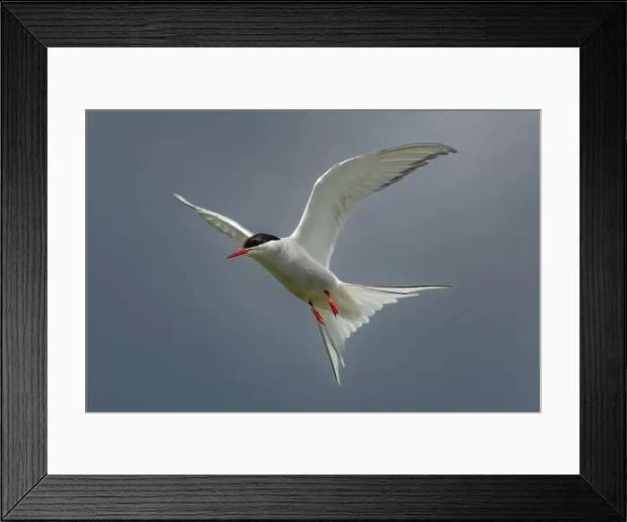 Framed Print : Seabird Species Arctic Tern (Sterna Paradisaea) Framed Print : Seabird Species Arctic Tern (Sterna Paradisaea)