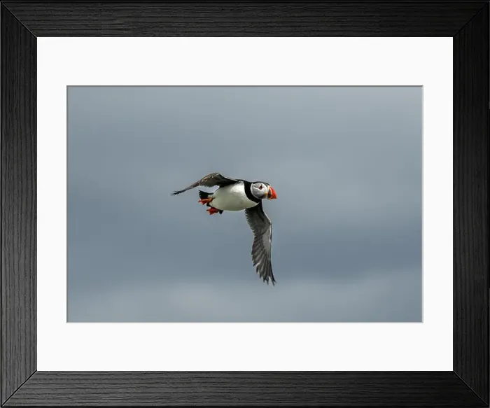 Framed Print : Seabird Species Atlantic Puffin (Fratercula arctica) Framed Print : Seabird Species Atlantic Puffin (Fratercula arctica)
