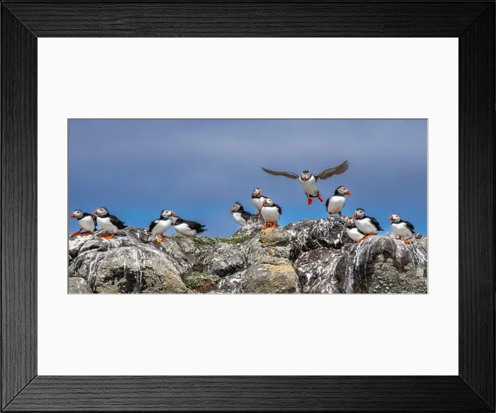 Framed Print : Group Of Seabird Species Atlantic Puffin (Fratercula arctica) Framed Print : Group Of Seabird Species Atlantic Puffin (Fratercula arctica)