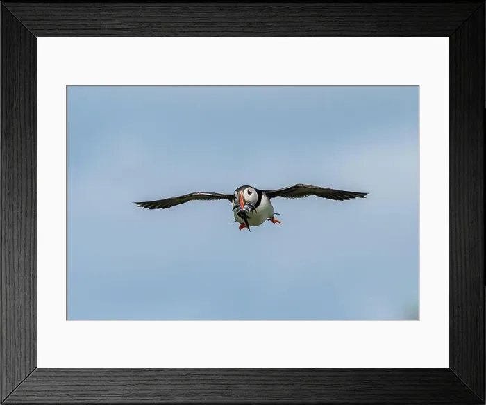 Framed Print : Seabird Species Atlantic Puffin (Fratercula arctica) Framed Print : Seabird Species Atlantic Puffin (Fratercula arctica)