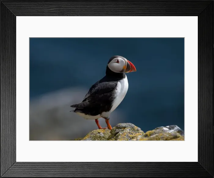 Framed Print : Seabird Species Atlantic Puffin (Fratercula arctica) Framed Print : Seabird Species Atlantic Puffin (Fratercula arctica)