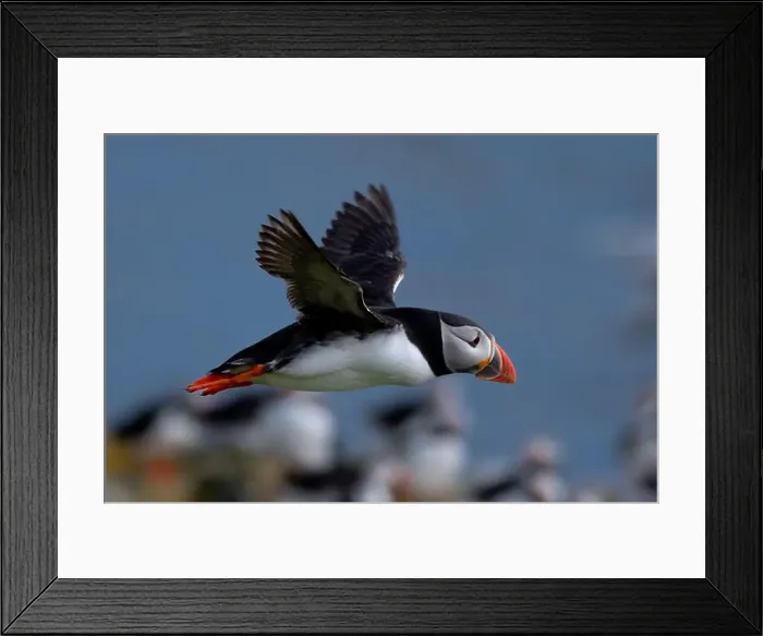 Framed Print : Seabird Species Atlantic Puffin (Fratercula arctica) Framed Print : Seabird Species Atlantic Puffin (Fratercula arctica)