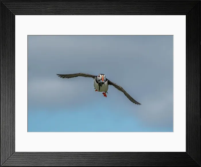 Framed Print : Seabird Species Atlantic Puffin (Fratercula arctica) Framed Print : Seabird Species Atlantic Puffin (Fratercula arctica)