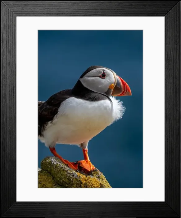 Framed Print : Seabird Species Atlantic Puffin (Fratercula arctica) Framed Print : Seabird Species Atlantic Puffin (Fratercula arctica)
