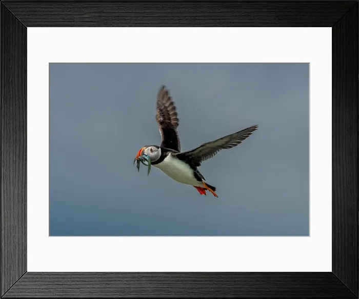 Framed Print : Seabird Species Atlantic Puffin (Fratercula arctica) Framed Print : Seabird Species Atlantic Puffin (Fratercula arctica)