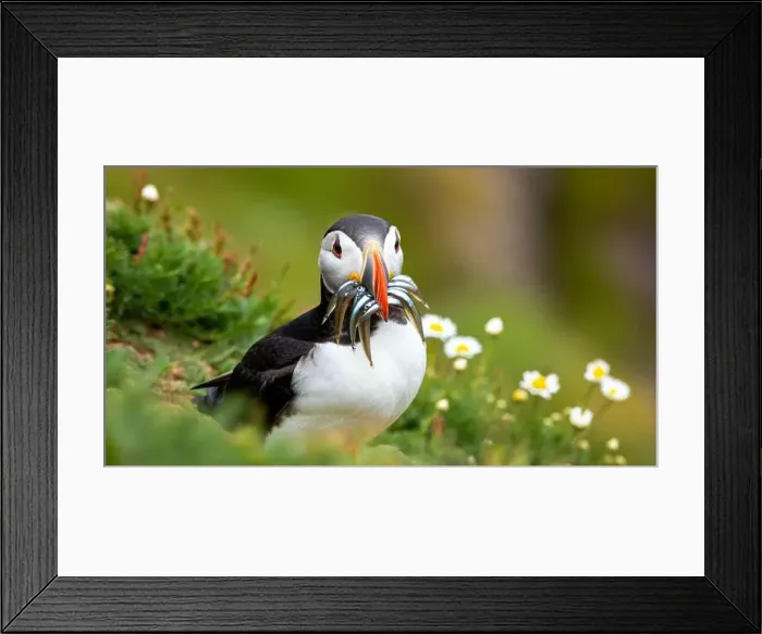 Framed Print : Atlantic puffin Iceland (Fratercula arctica) Framed Print : Atlantic puffin Iceland (Fratercula arctica)