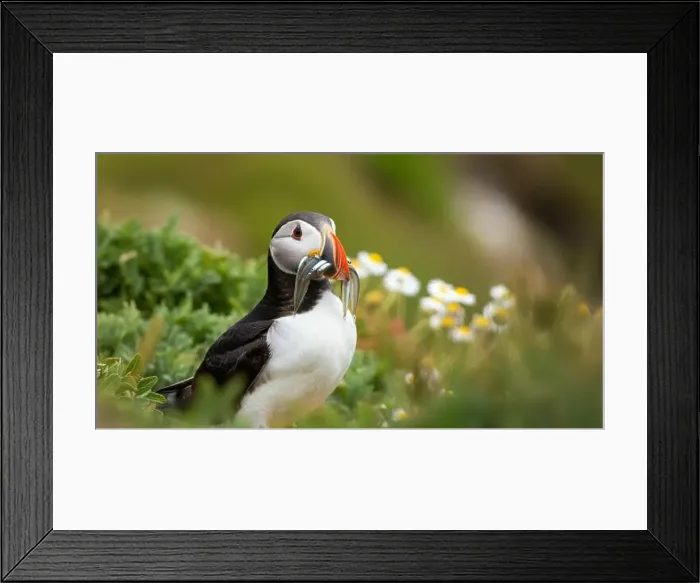Framed Print : Atlantic puffin Iceland (Fratercula arctica) Framed Print : Atlantic puffin Iceland (Fratercula arctica)