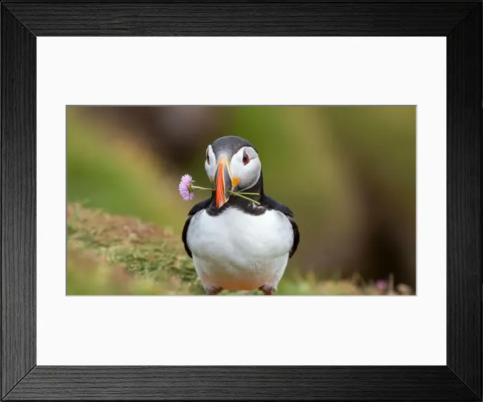 Framed Print : Atlantic puffin Iceland (Fratercula arctica) Framed Print : Atlantic puffin Iceland (Fratercula arctica)