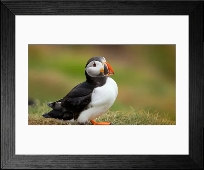 Framed Print : Atlantic puffin Iceland (Fratercula arctica) Framed Print : Atlantic puffin Iceland (Fratercula arctica)