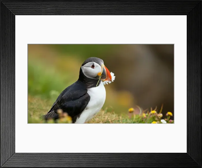 Framed Print : Atlantic puffin Iceland (Fratercula arctica) Framed Print : Atlantic puffin Iceland (Fratercula arctica)